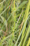 Yellow Spring bedstraw 